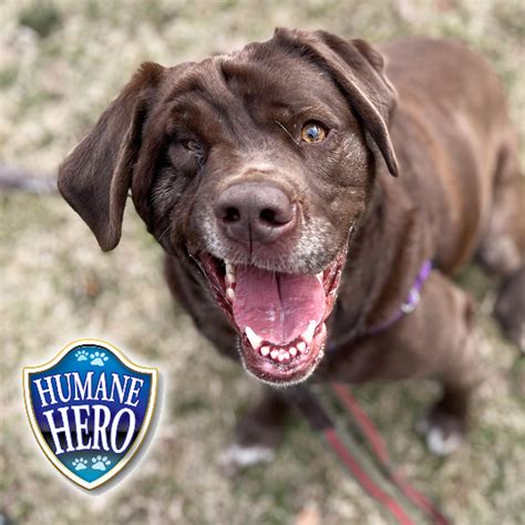 Donate - Oshkosh Area Humane Society