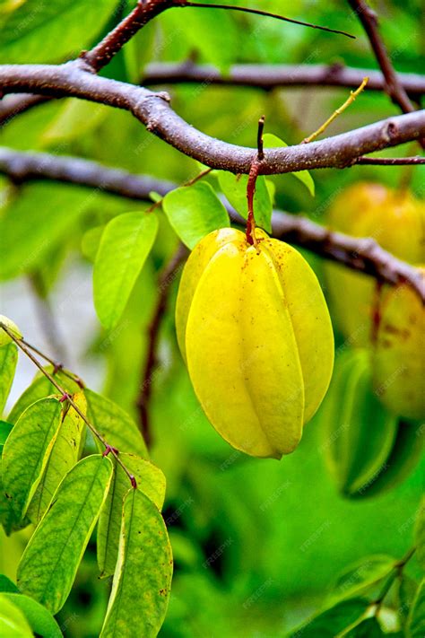 Premium Photo | Star apple fruit on the tree