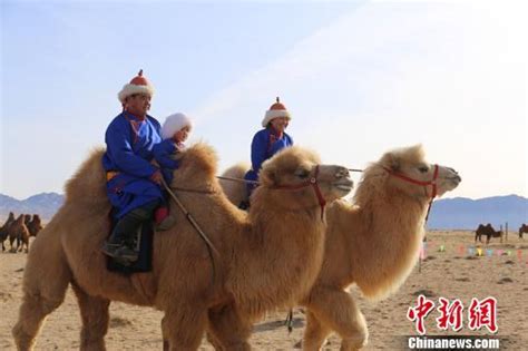 内蒙古打造“骆驼盛宴”祈福草原风调雨顺