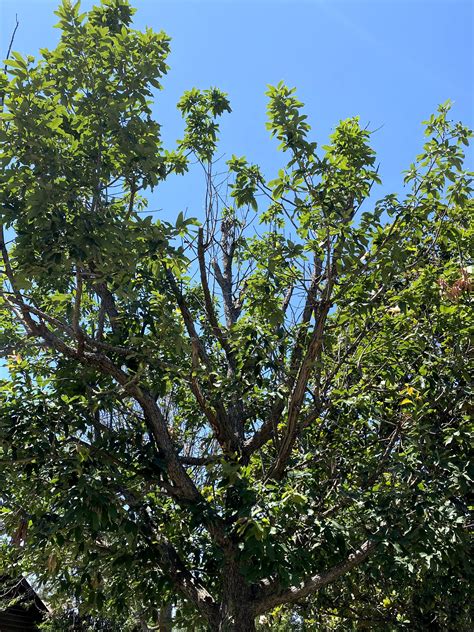 Oak Wilt Symptoms in White Oaks | ArborCare and Consulting