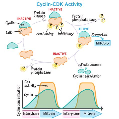 Image result for Cell Cycle Control Systems