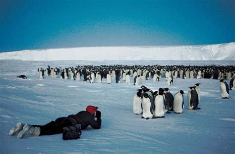 Penguin - Flightless, Antarctic, Aquatic | Britannica