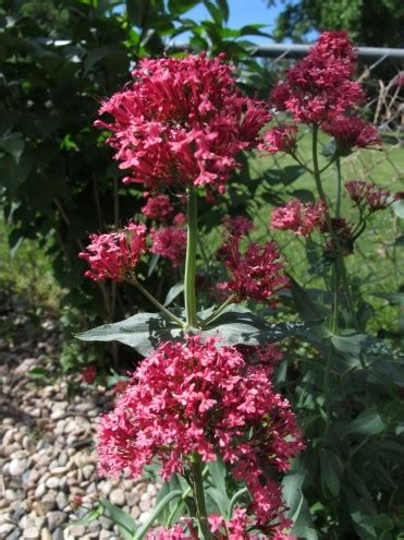 How to Xeriscape Your Yard this Spring | Sierra Blog