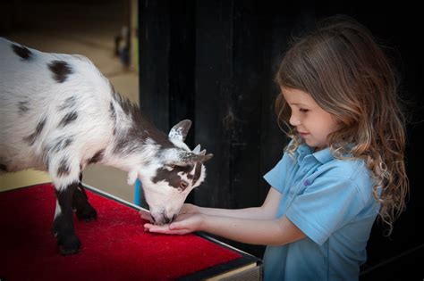 Fisher's Farm Park Sussex-Things to do and see!