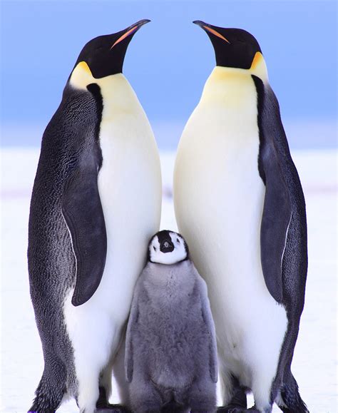 企鹅 - 互动百科