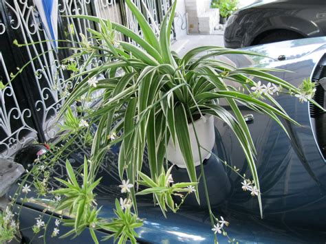 GO RIGHT IN....MY GARDEN: A hybrid spider plant?