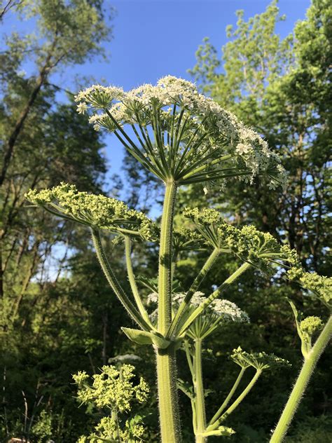 Wisconsin Wildflower | Cow Parsnip | Heracleum maximum