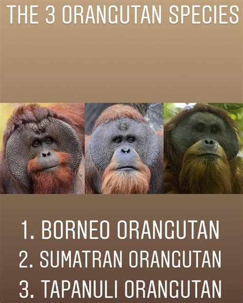 The 3 Species of Orangutan