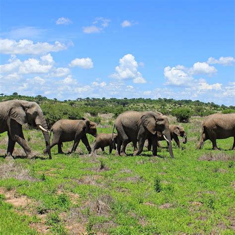 RUAHA NATIONAL PARK (2026) All You Need to Know BEFORE You Go (with ...