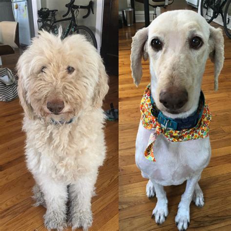 Facts About Shaving A Goldendoodle That Groomers Wish You, 57% OFF