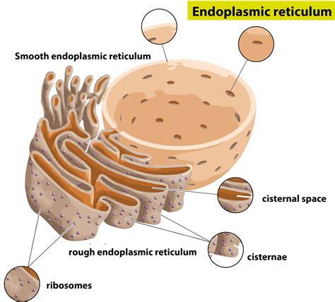 Difference Between Smooth and Rough Endoplasmic Reticulum