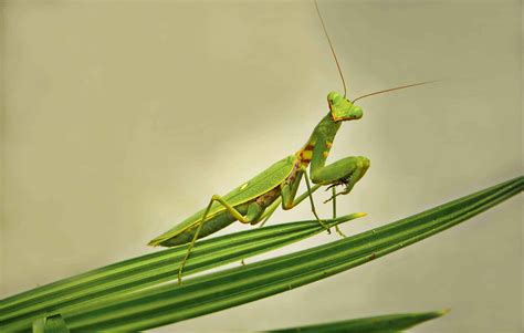 Guest or Pest: Praying Mantis