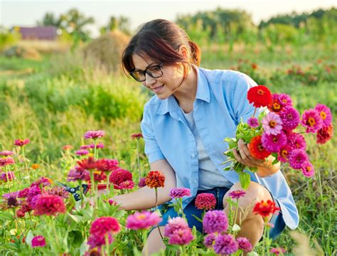 Transform Your Garden with Vibrant Zinnias
