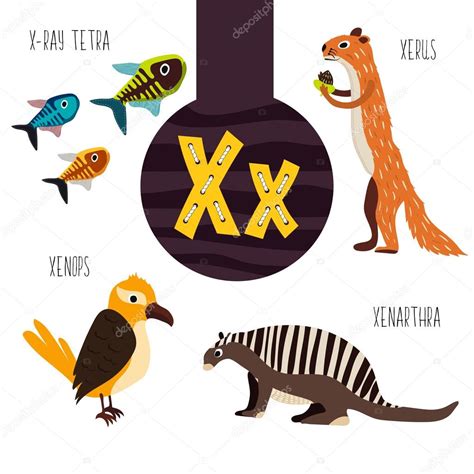 Animal That Starts With The Letter X Premium Vector | Printvector