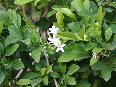 A complete guide to the scented chameli flower & plant – TrustBasket