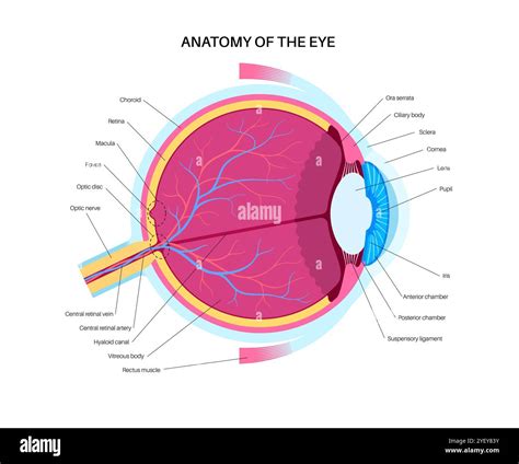 Illustration of the eye anatomy. The structure of the eye includes three different layers. The ...