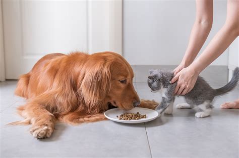 What Happens If A Cat Eats Wet Dog Food