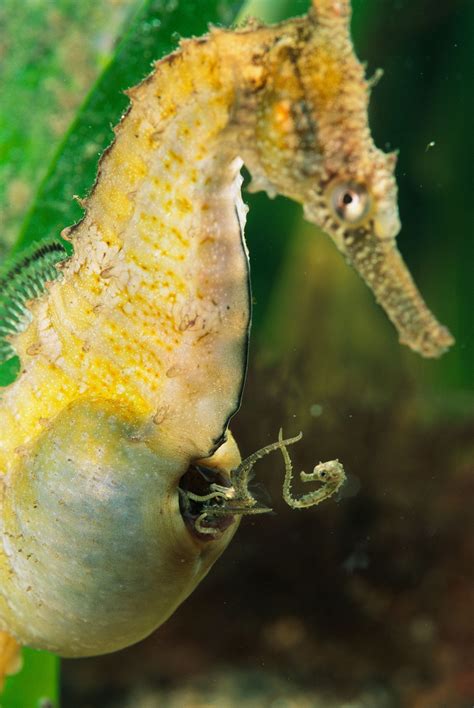Romance of the Seas: Strange Mating Habits of the Seahorse | National ...