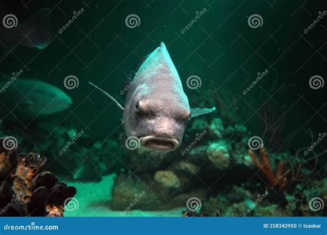 Black Drum Pogonias Cromis Fish Stock Photo - Image of pogonias ...