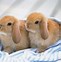 Image result for Mini Lop Bunny Baby