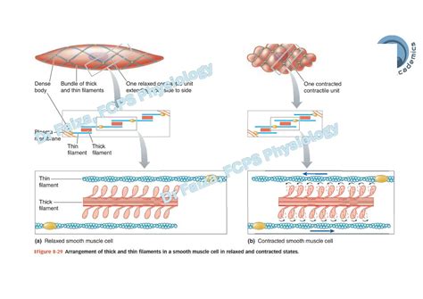 Physiology of Smooth Muscles -Mechanics of contraction and relaxation | PDF