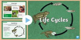 Duck Life Cycle PowerPoint (teacher made) - Twinkl
