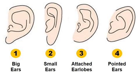 Personality Test: Your Ear Shape Reveals Your Hidden Personality Traits
