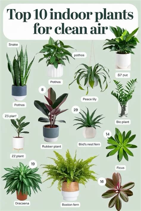 Pin by foreversummer on Flowers / Garden / Plants in 2025 | Plant care ...