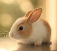 Image result for Desktop Wallpaper Bunnies