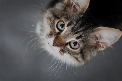 Cloverdale Animal Hospital | Veterinarians | Surrey | Home