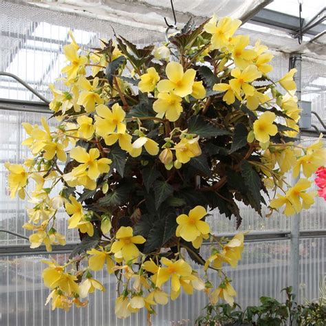 Begonia DAYSTAR™ ‘Yellow’ | TERRA NOVA® Nurseries, Inc.