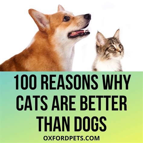 Why Are Cats Better Than Dogs Facts