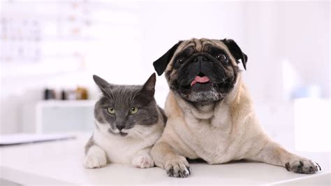 Dog Flu Outbreak In Seattle: Call Us Today To Schedule A Vaccination ...