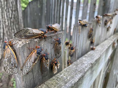 Cicadas vs. Locusts: What's The Difference? Are They The Same Thing?