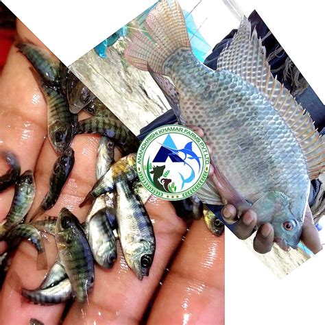 Mono Tilapia Fish Seeds for Aquaculture - High Survival Rate at Best Price