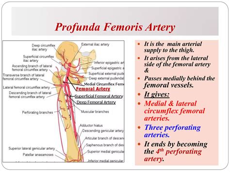 21-Vascular anatomy of the lower limb.pptx