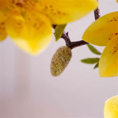 Decorative Lily Flower Stem Yellow Online - Premium Artificial Flower ...