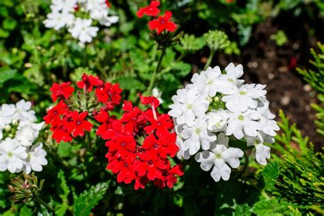 Paint Your Summer Garden With 11 Colorful Annuals That Will Bloom Nonstop