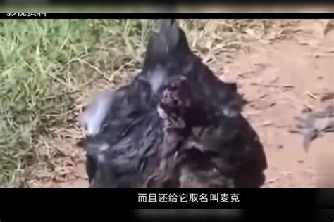 【20140104】是真的吗：鸡有卷毛的？_腾讯视频