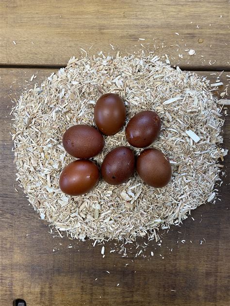 Exploring Elegance: The Fascinating French Silver Cuckoo Marans Chicken ...