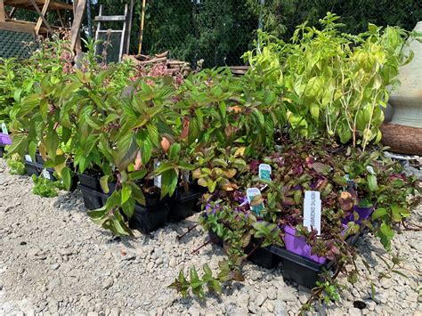 Free Herbs, Perennials and Annuals | West Island Assistance Fund