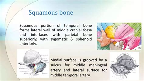 Anatomy temporal bone | PDF