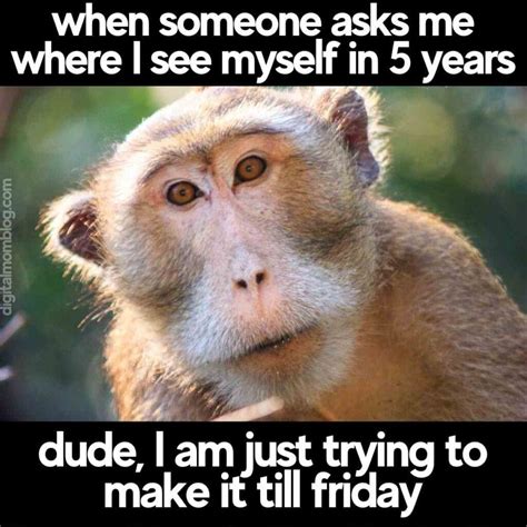 Monkey Memes - 20+ Funny Images Relatable to Life