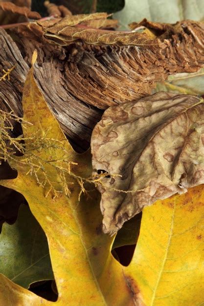 Leaf background texture | Premium Photo