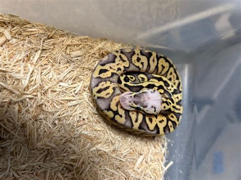 Superfly Ball Python 的图像结果