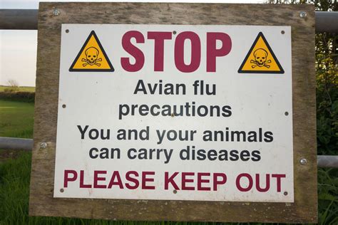 Avian Flu Prevention Zone Declared In Parts of the South West