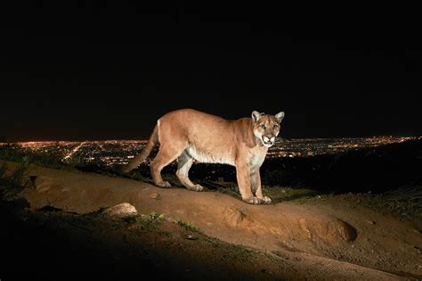 Stunning photos of L.A.'s celebrity mountain lion P-22 - Los Angeles Times