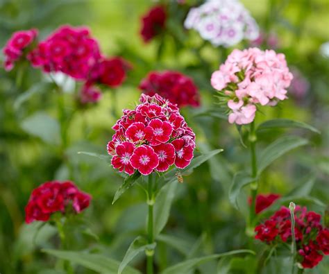 How to grow sweet William – plus expert tips on how to…