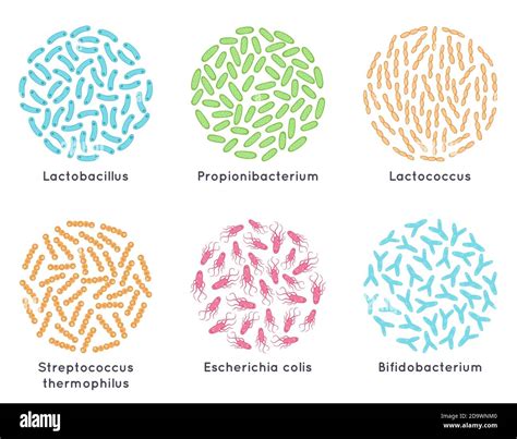 Probiotic bacteria. Good microorganisms for healthy bacterial flora, microscopic probiotics ...