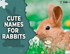 Image result for Female Rabbit Names